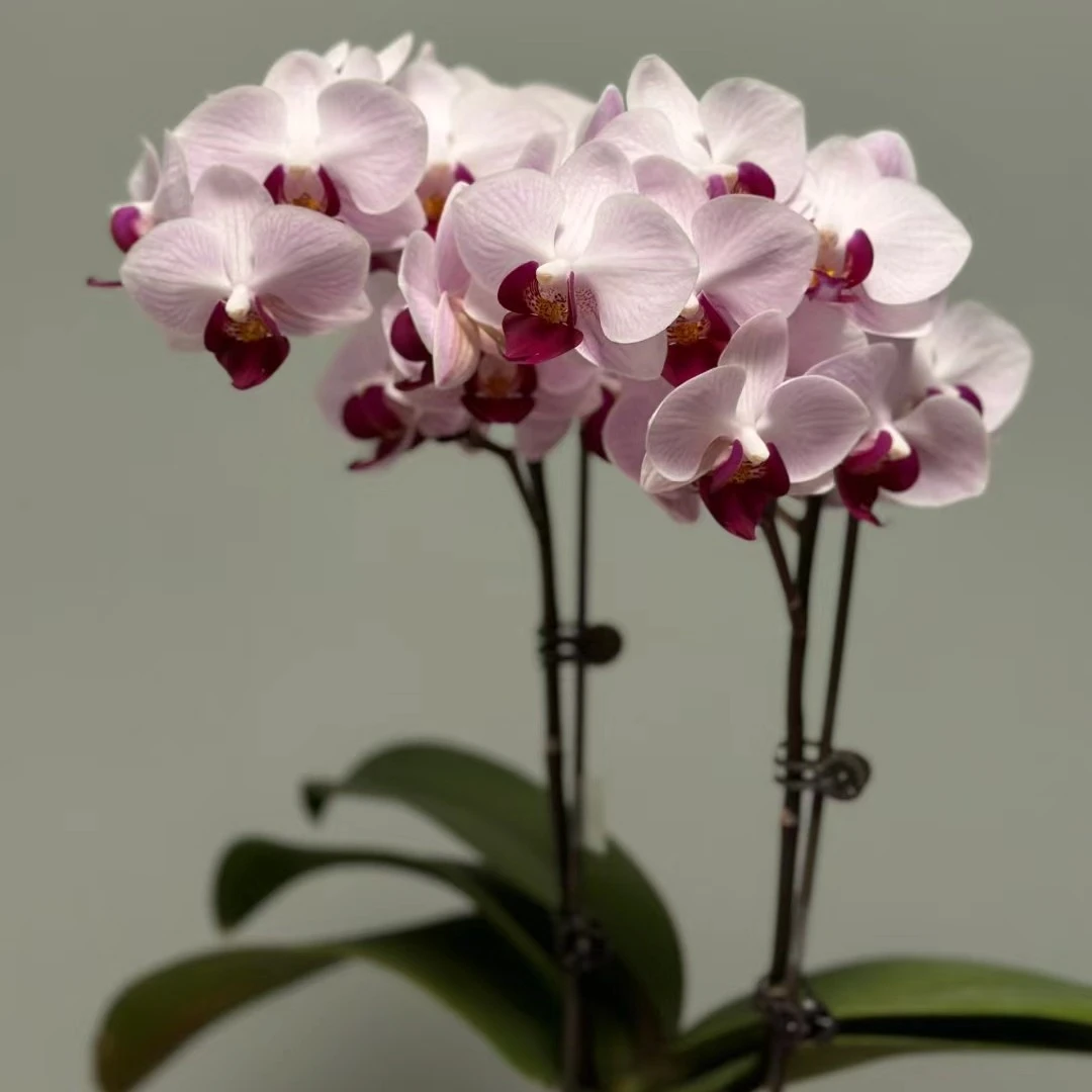 【出花剑貂蝉】第一名蝴蝶兰苗花卉3.0寸杯(只发苗)