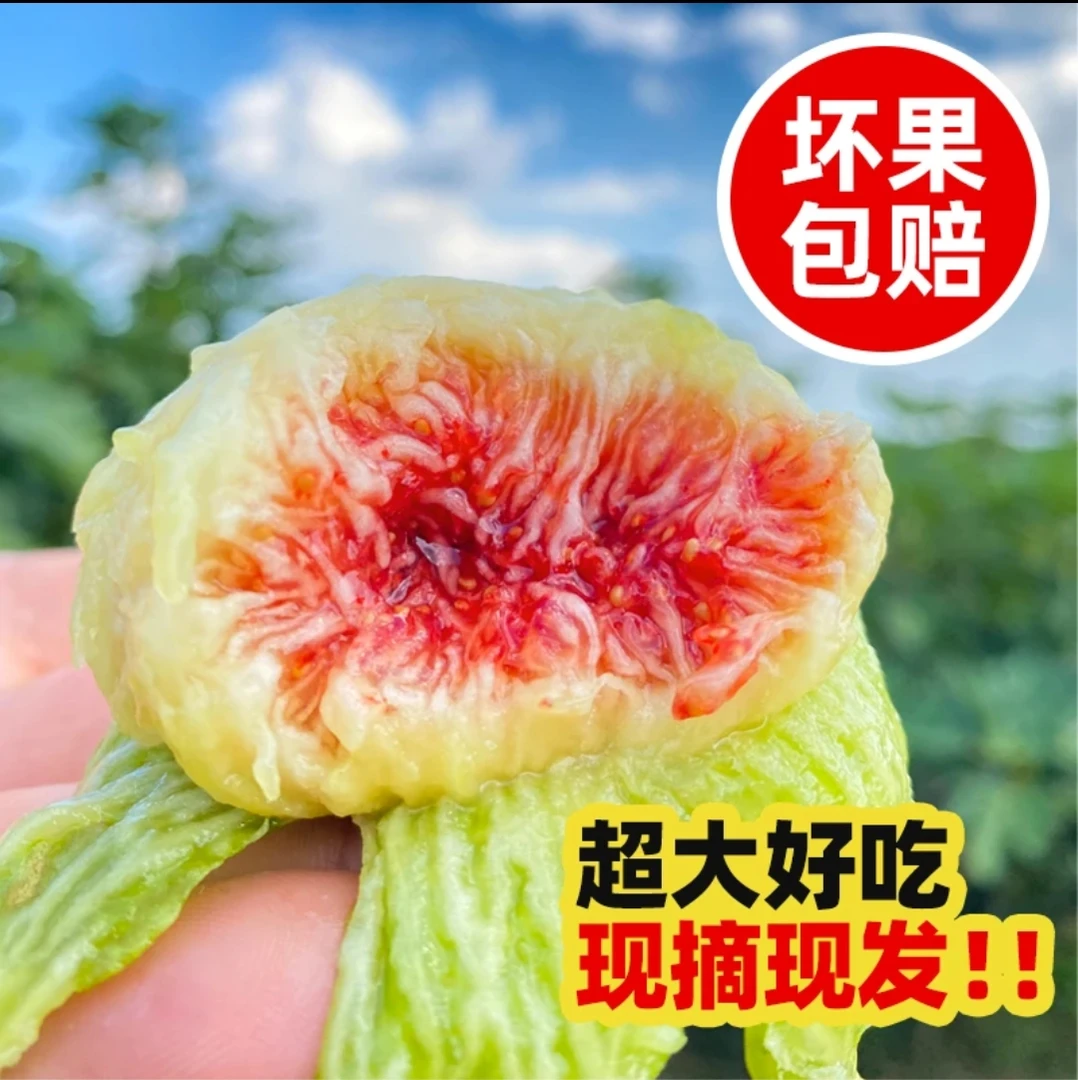 大宏彩珍自然成熟精品青皮无花果（限于山东省内价格）