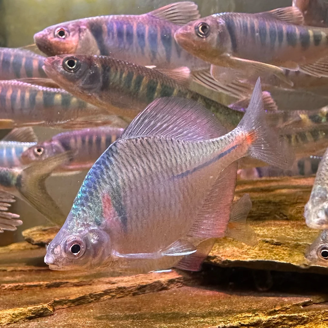 高体鳑鲏鱼河蚌旁皮鱼繁殖原生冷淡水观赏鱼除藻清洁工具鱼群游鱼