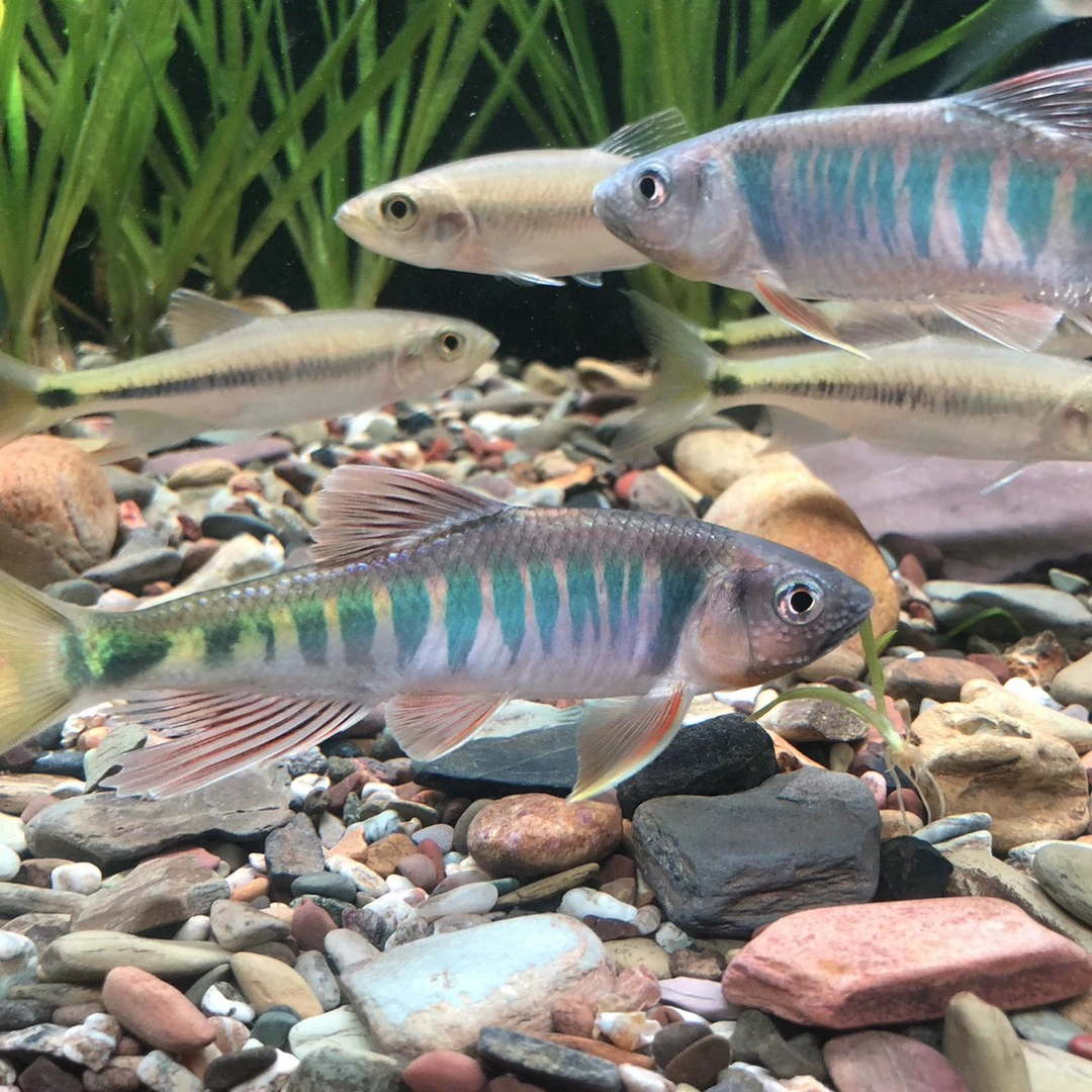 溪流原生冷水鱼长鳍躐淡水鱼溪哥马口宽鳍躐桃花鱼红鳍泡活体异躐