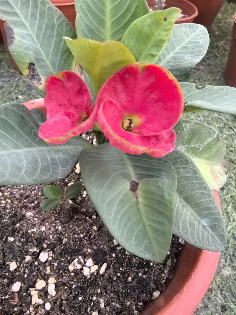 泰国大花大叶虎刺梅铁海棠绿植将领