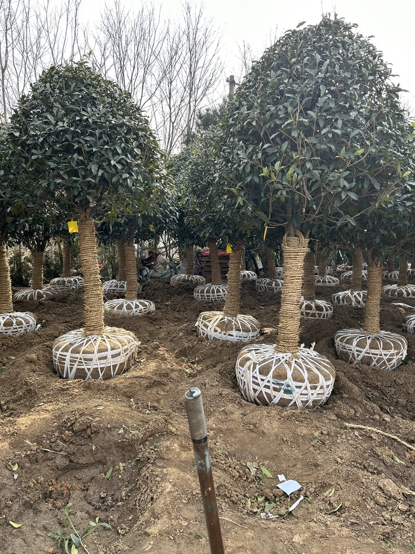 桂花树，庭院树，丹桂，朱砂桂
