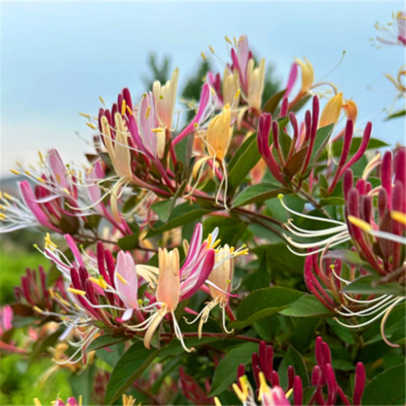 爬藤多色红金银花浓香盆栽地栽耐热耐寒南北方种植花架闻香可泡茶