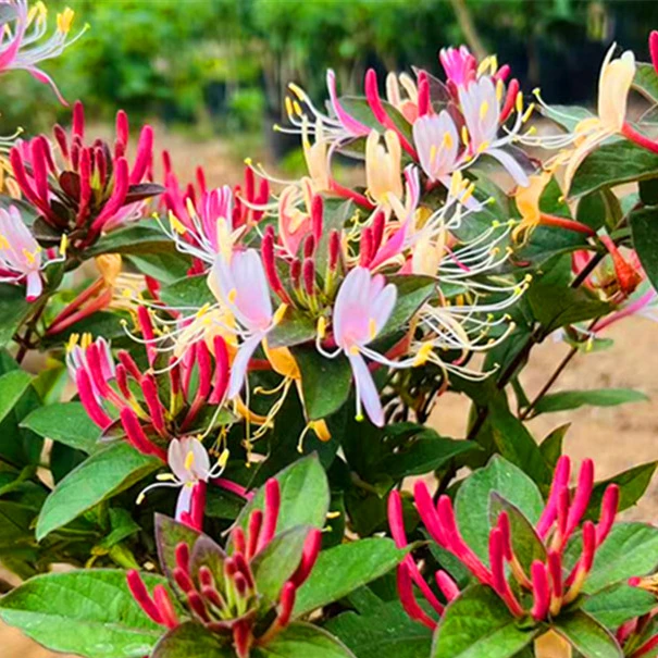 爬藤多色红金银花浓香盆栽地栽耐热耐寒南北方种植花架闻香可泡茶