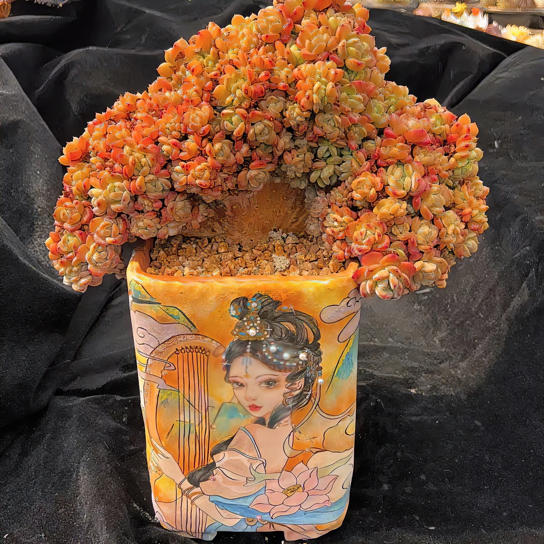 多肉办公室植物根部多肉植物上盆发货售后春季种植正在根系