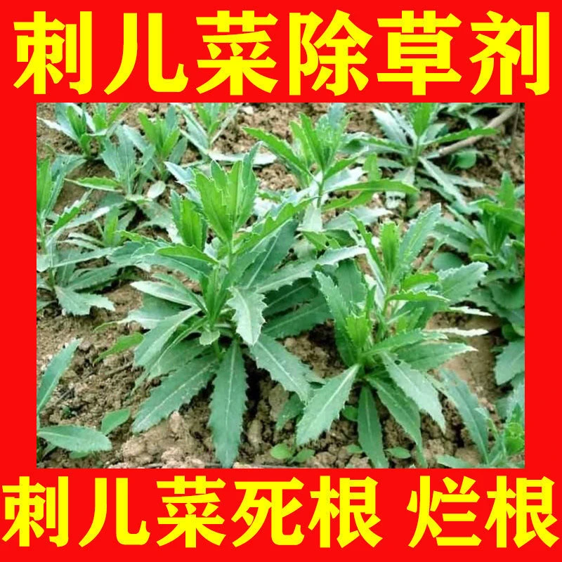 刺儿菜专用除草剂刺儿菜除草剂专杀刺儿菜的除草剂刺儿菜除草专用