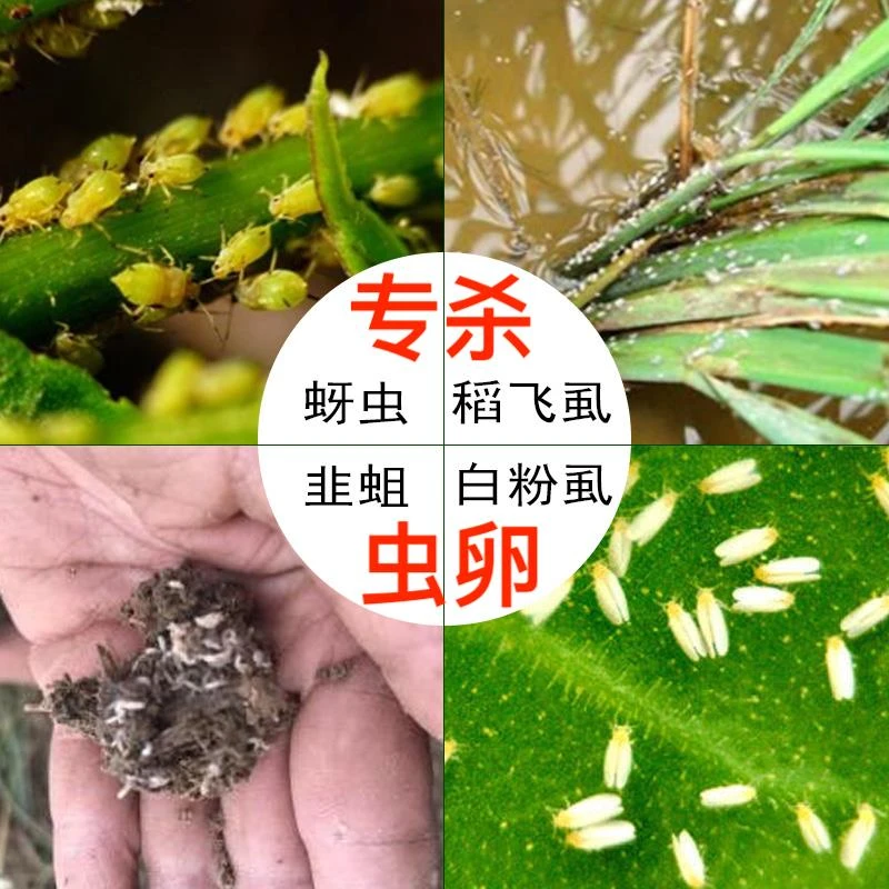 蚜虫飞虱介壳虫腻虫蓟马虫卵专杀月季多肉花卉药家用吡虫啉杀虫