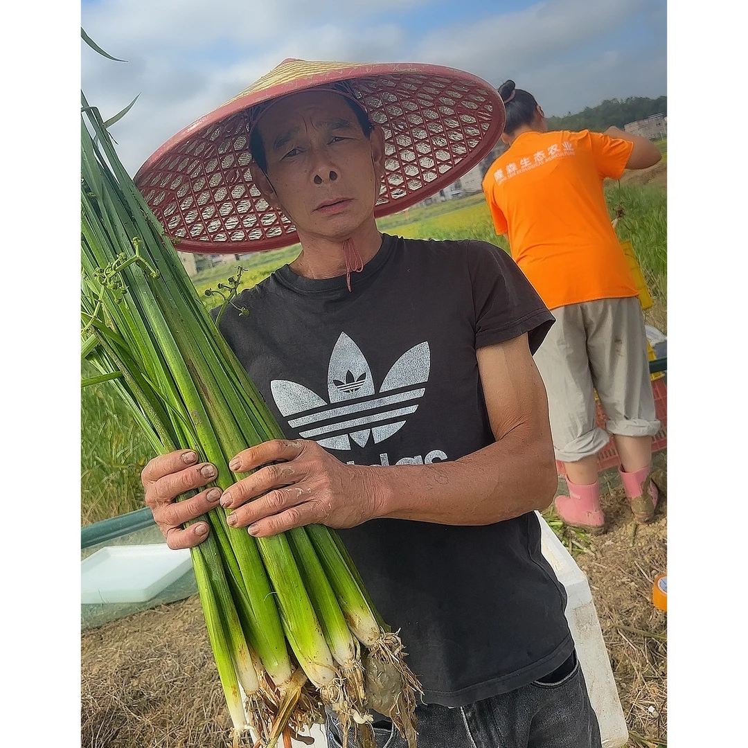 8000株包邮    养虾神草，小龙虾，螃蟹，养殖适用