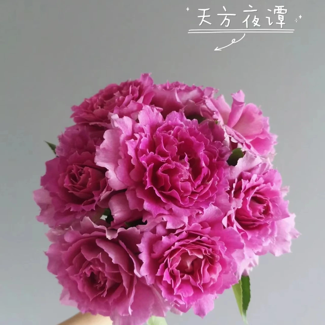 【天方夜谭】浓香月季庭院室内多季节重复开花观赏栽种严选