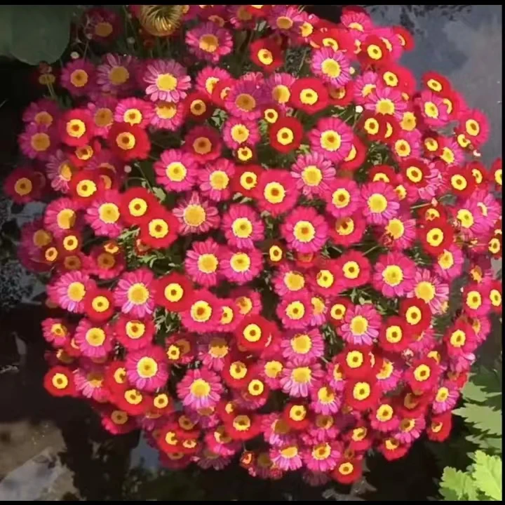 【糖果】玛格丽特庭院室内多季节重复开花耐热耐寒菊花盆栽星花怒放