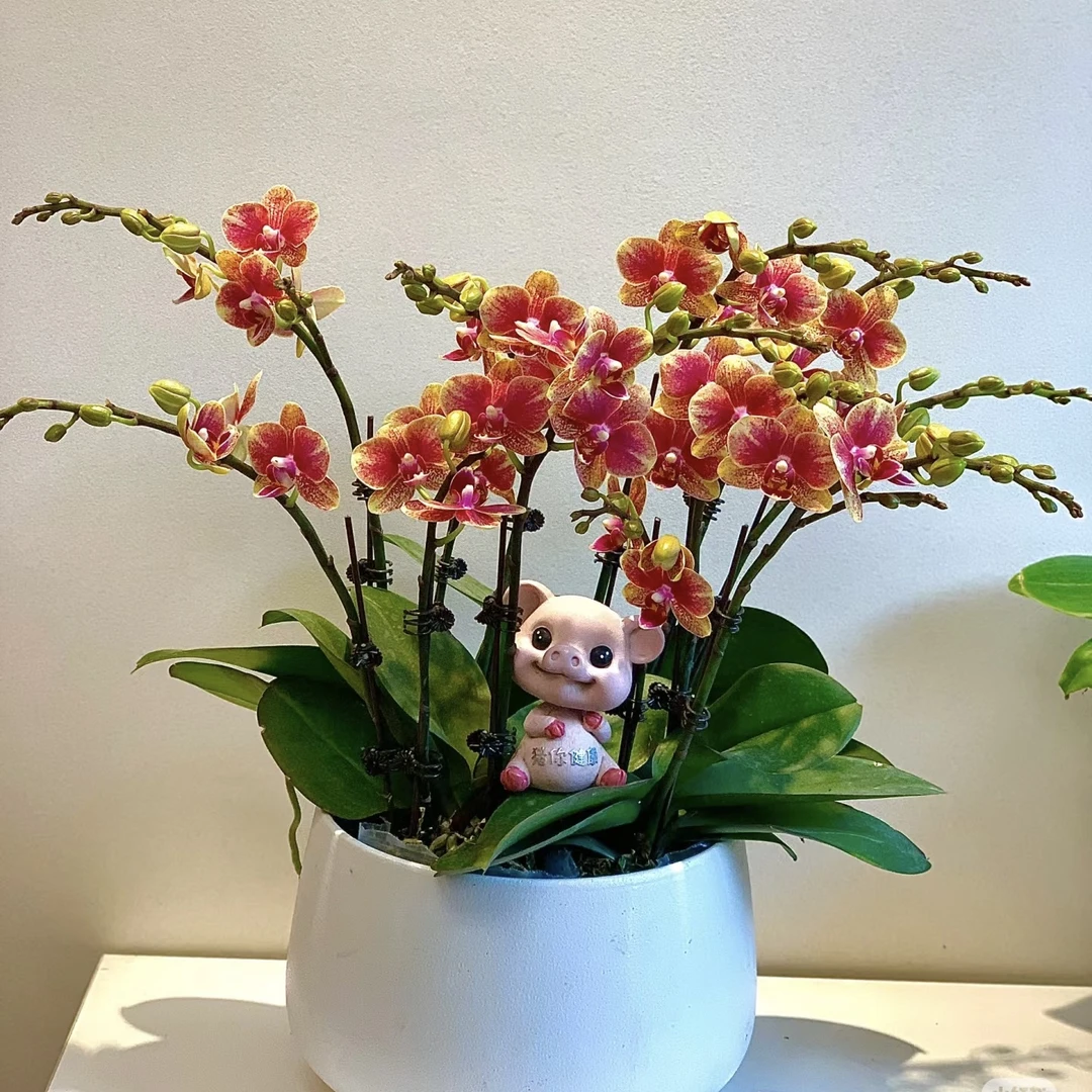 带剑【金蝶】3.0寸杯聚宝盆叶片瑕疵蝴蝶兰盆栽（全店满两颗发货）