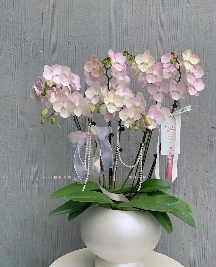 网红带剑【威尼斯】3.0寸杯叶片瑕疵大花型蝴蝶兰（全店满2单发货）