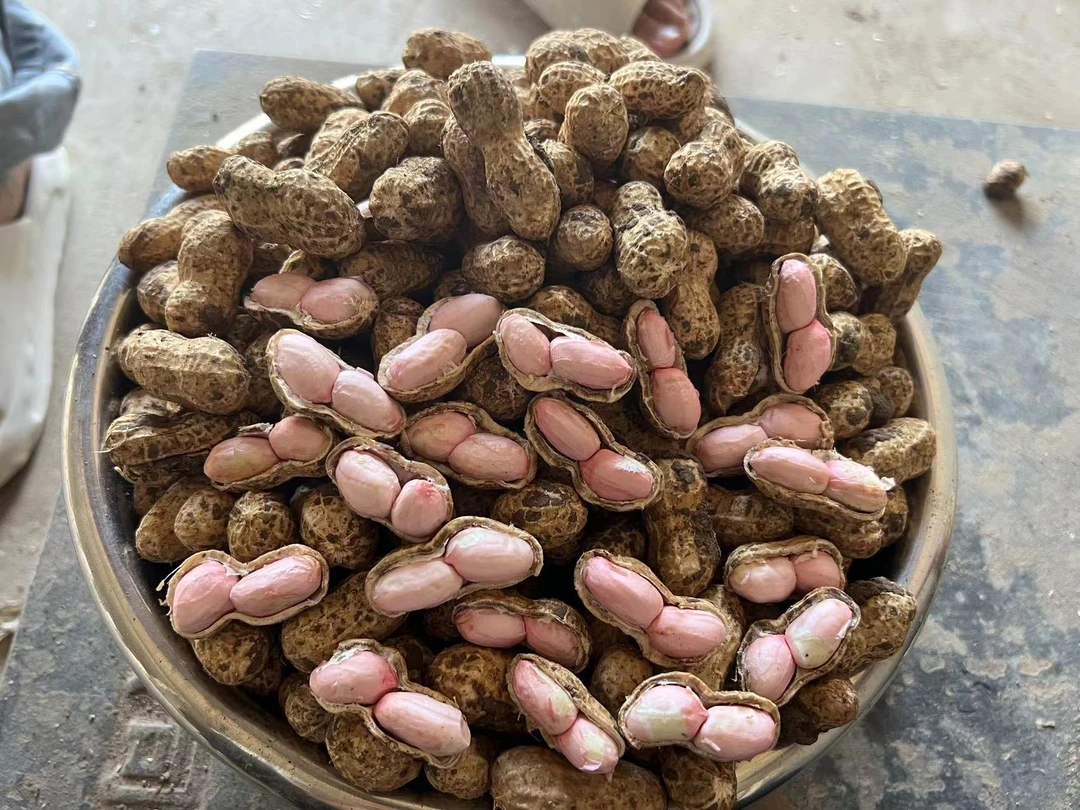 当季新鲜带壳湿花生现挖现发河南农家自种花生
