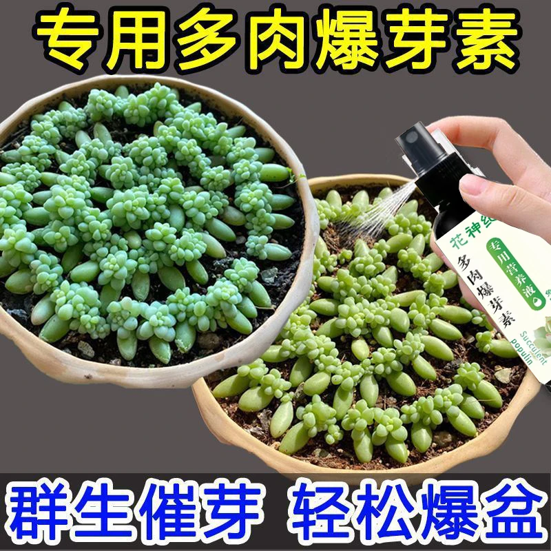 家庭园艺多肉爆芽素优芽素通用型花卉生长营养液专用肥料促芽催芽