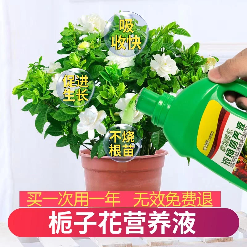 栀子花营养液水培植物通用型栀子花专用营养液催促开花酸性花肥料