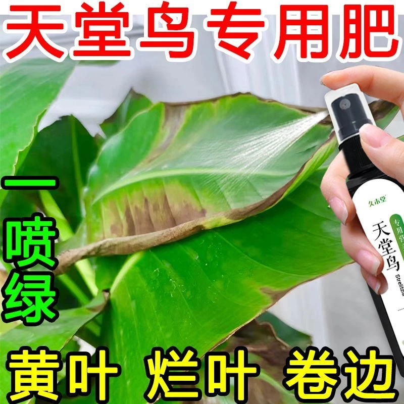 天堂鸟【一喷绿】专用肥急救治黄叶烂叶卷边开裂免稀释花卉营养液