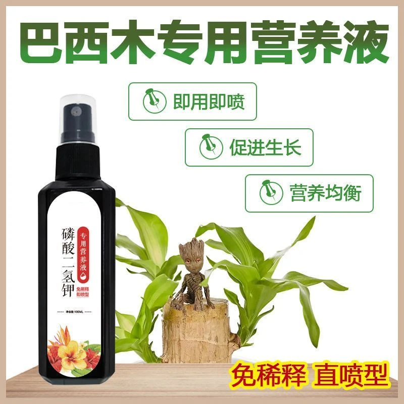 水培巴西木营养液免稀释植物营养液幸运木开花巴西木专用营养液