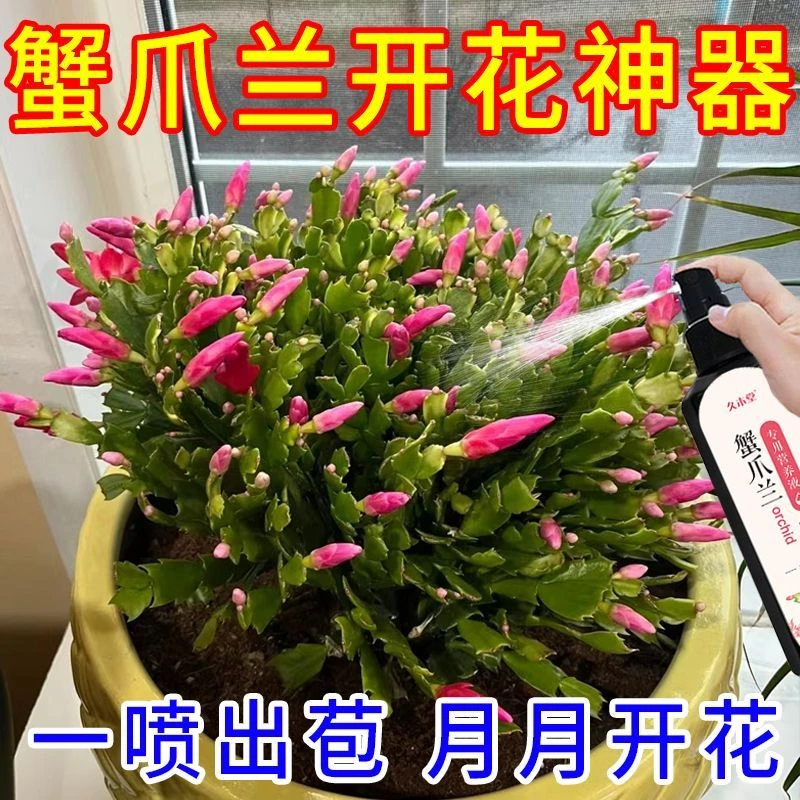 蟹爪兰专用营养液催花干瘪软烂根壮根不开花催花延花期植物营养液