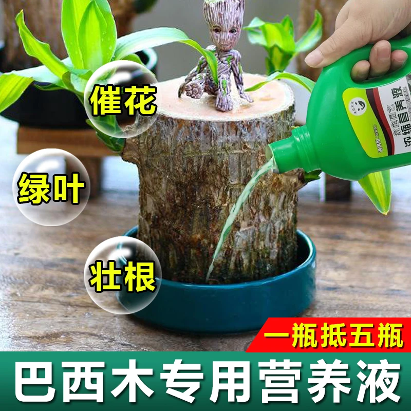 巴西木专用营养液幸运木水培植物开花发芽生根水养植物水培营养液