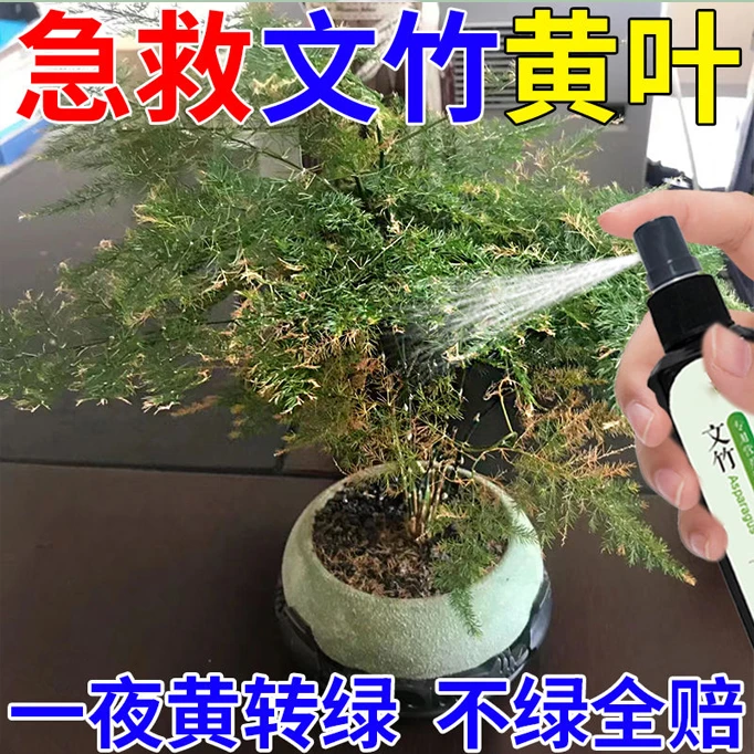 文竹专用营养液叶子发黄掉叶根部发烂催绿生根防黄叶免稀释营养液