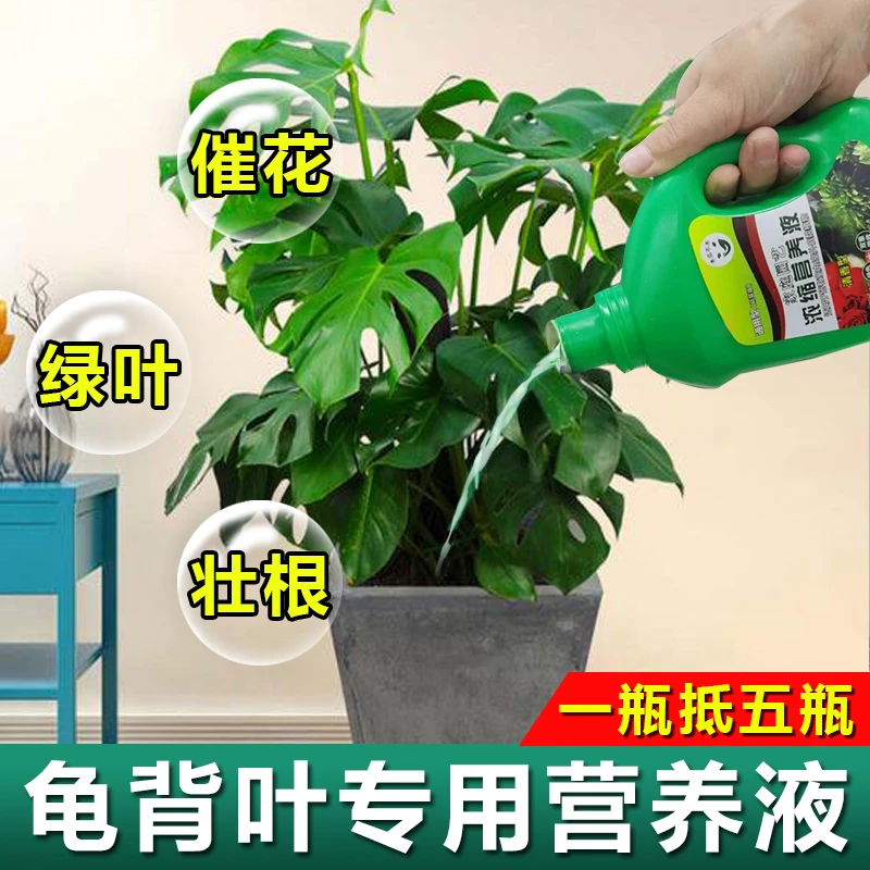 龟背竹专用肥龟背竹专用营养液大叶开背植物通用营养液去黄叶枯叶