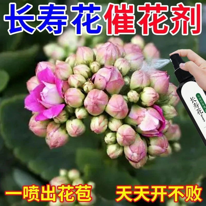 【天天开花】长寿花营养液专治不开促花黄叶烂根免稀释壮根生长肥料