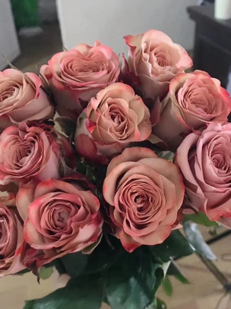 卡布奇诺春色满园净化空气 肯尼亚玫瑰月季花苗  新品种复古大花