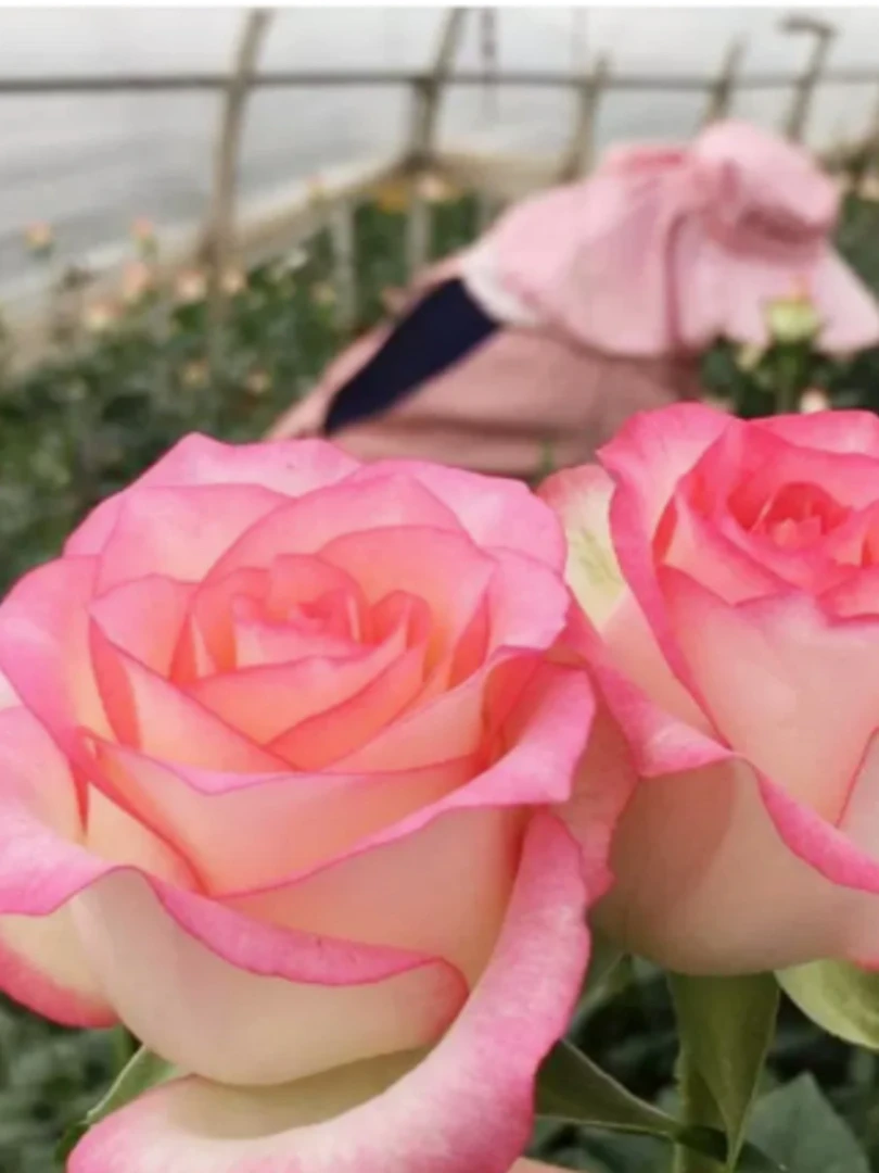 艾莎玫瑰花苗切花月季浓香带花苞四季开花阳台盆栽花卉包成活