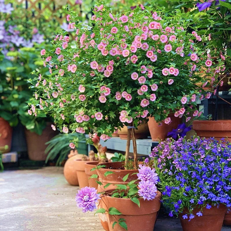 小木槿盆栽绿植四季开花阳台花苗庭院大花卉耐热好养木槿花棒棒糖