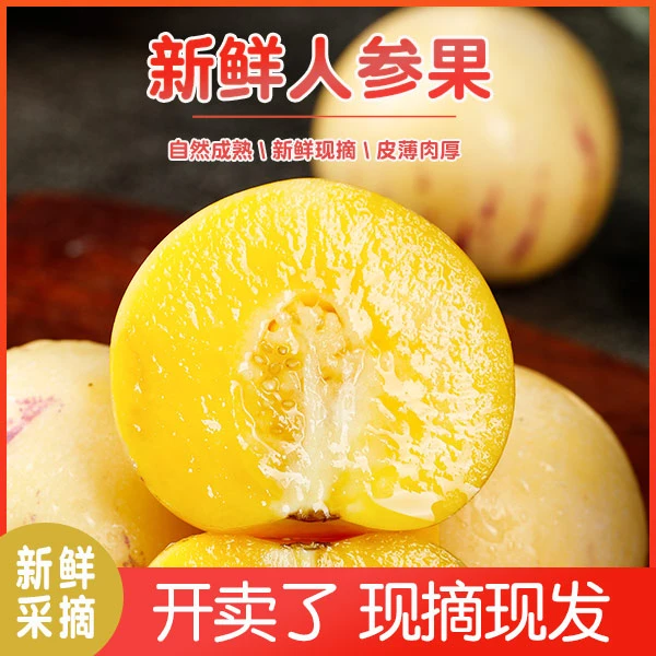 【首播宠粉】云南秋季火山岩树上熟人参果净重3斤低糖（纯甜无酸）