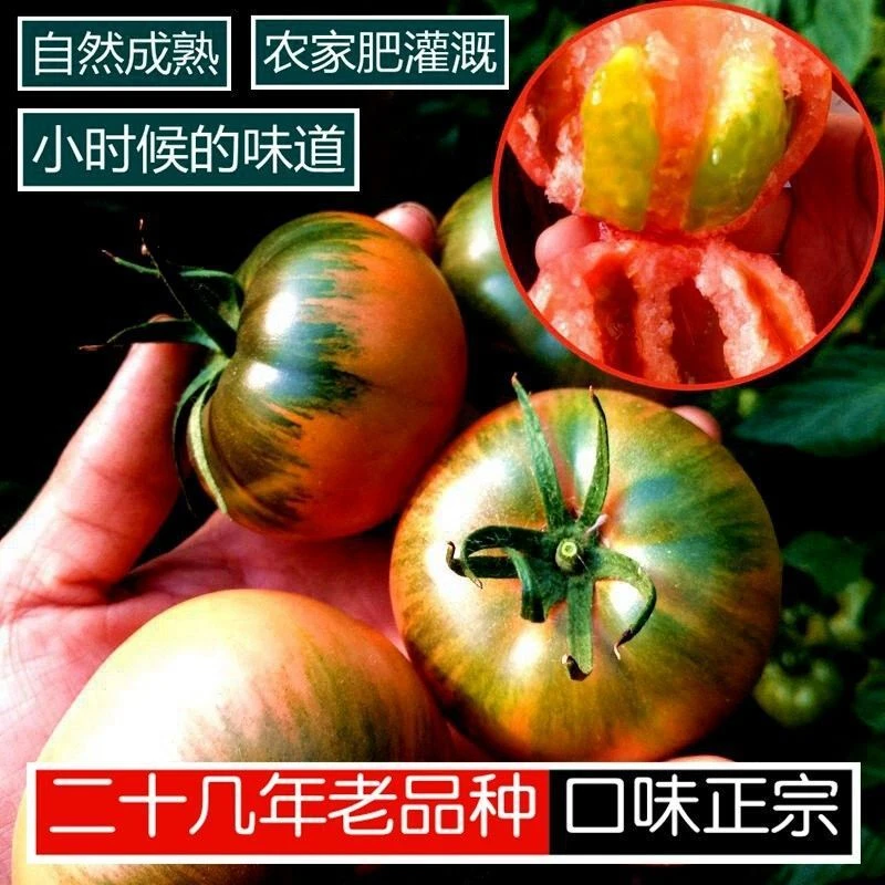 丹东铁皮柿子新鲜番茄自然成熟碱地辽宁丹东铁皮柿子正宗酸甜味道