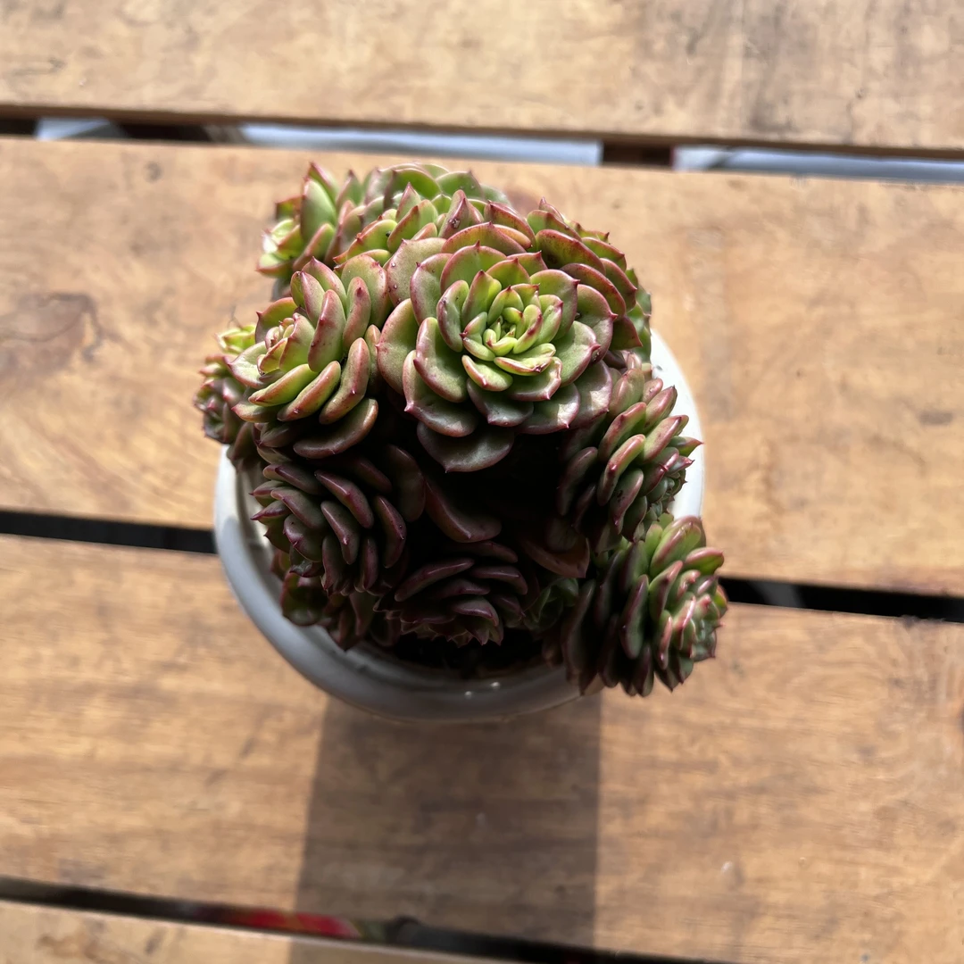 蜡牡丹 凑18元以上包邮 可以分开不同品种下单 多肉植物 带盆土发