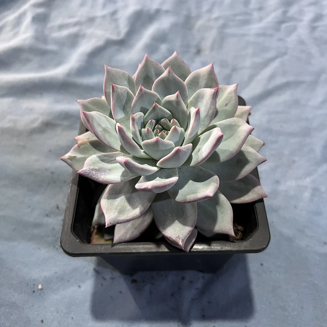 蓝鸟  多肉植物 王小二多肉阳台露台绿植植物栽种养护带盆土发货