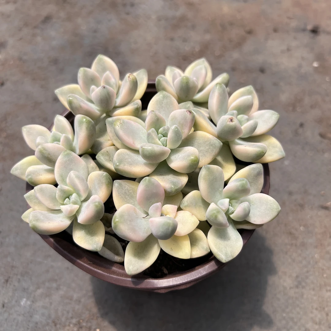 散群美杏景 全场多肉任意满两单及也上包邮发货 带基地原盆原土