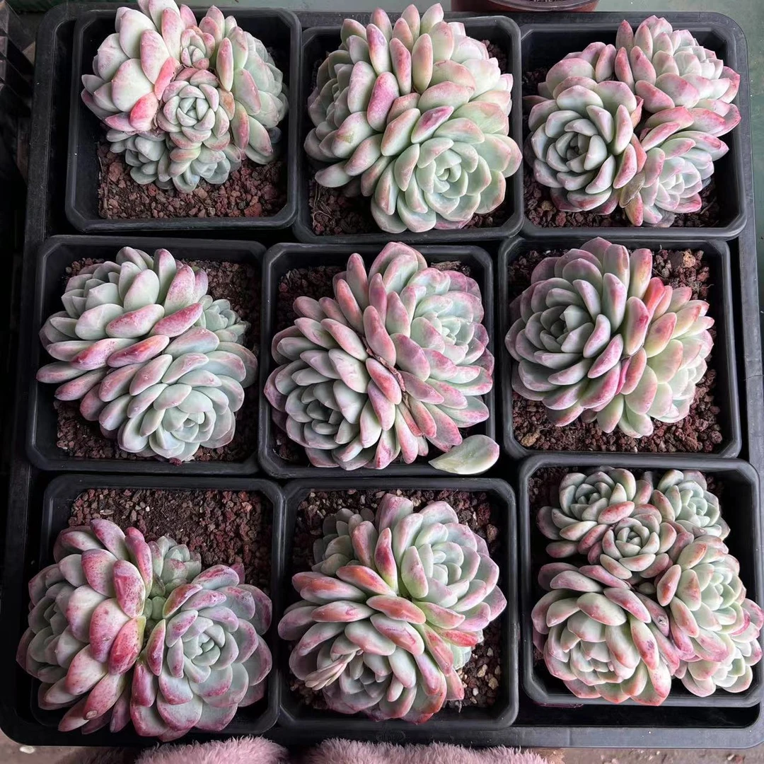 大冰玉 带盆带土发货  多肉植物