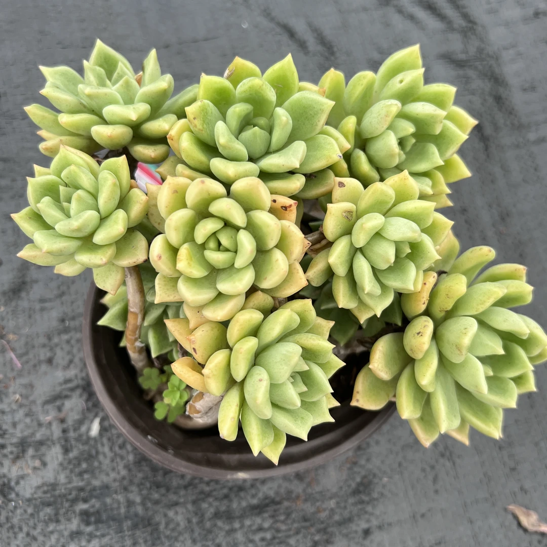 璀璨 多肉植物 王小二多肉阳台露台绿植植物栽种养护带盆土发货