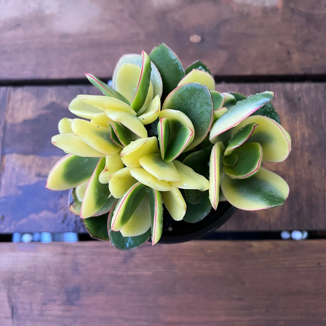 新花玉景凑18元以上包邮 可以分开不同品种下单多肉植物 带盆土发