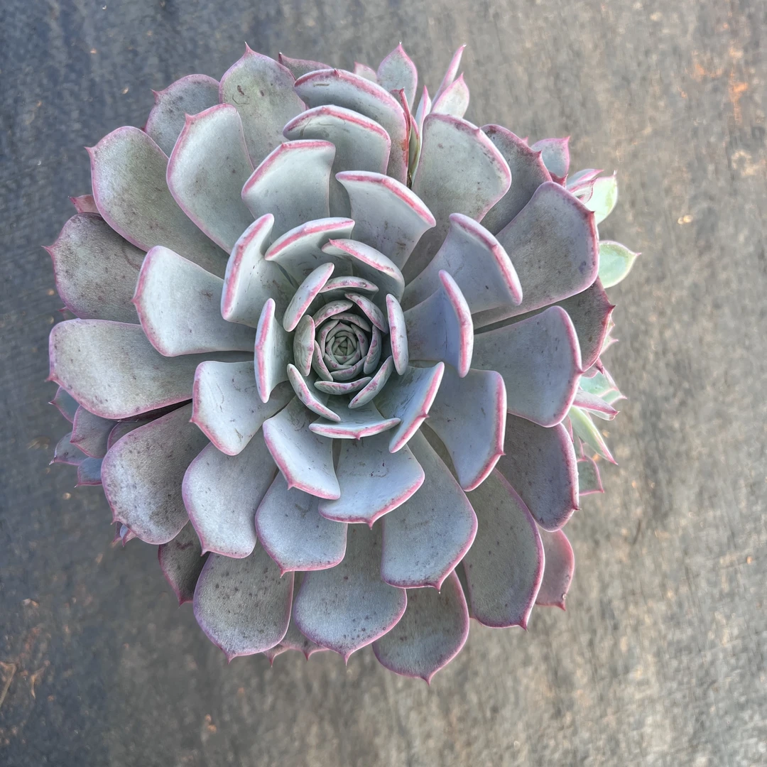 劳伦斯 多肉植物 王小二多肉阳台露台绿植植物栽种养护带盆土