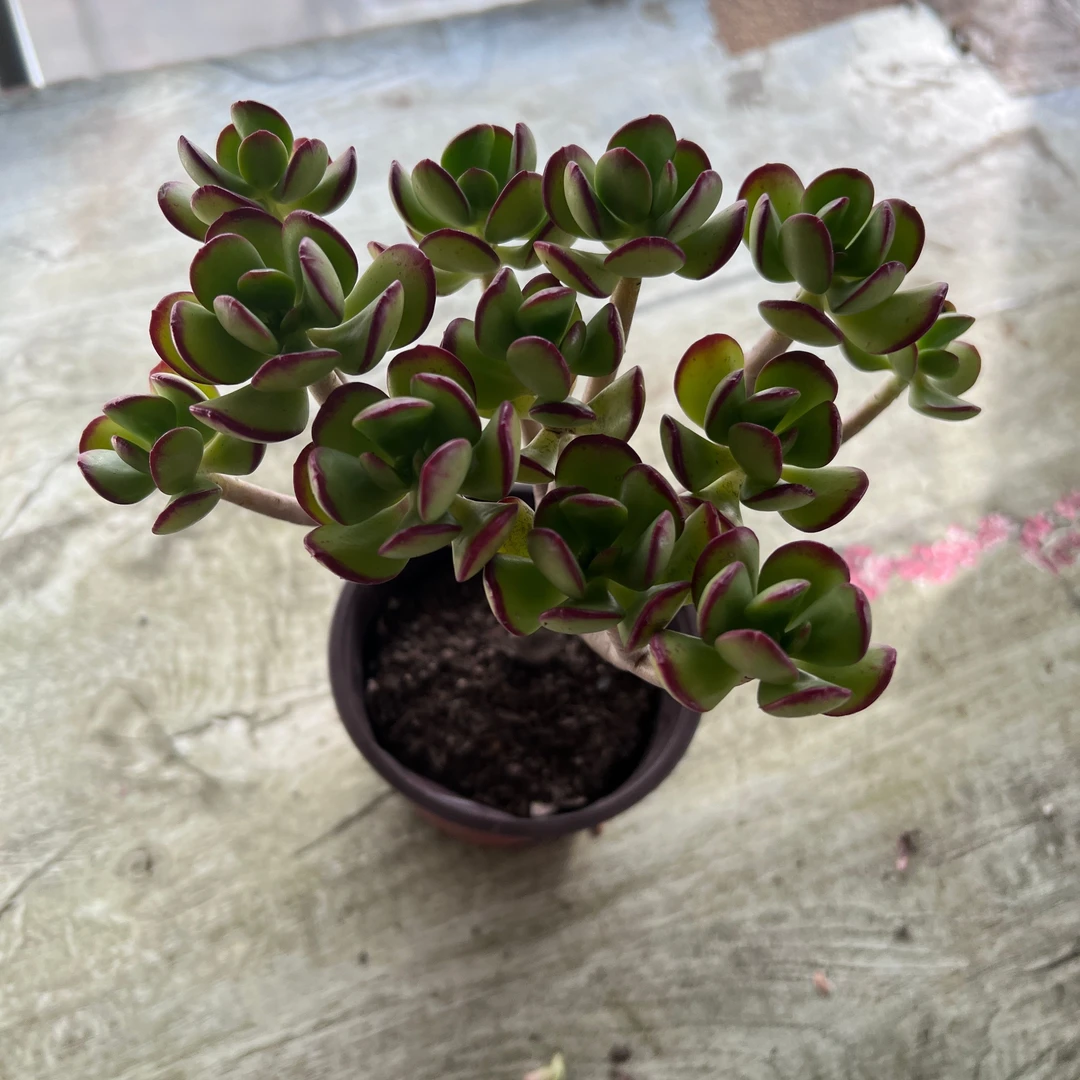 达摩宝珠多肉植物 王小二多肉阳台露台绿植植物栽种养护带盆土