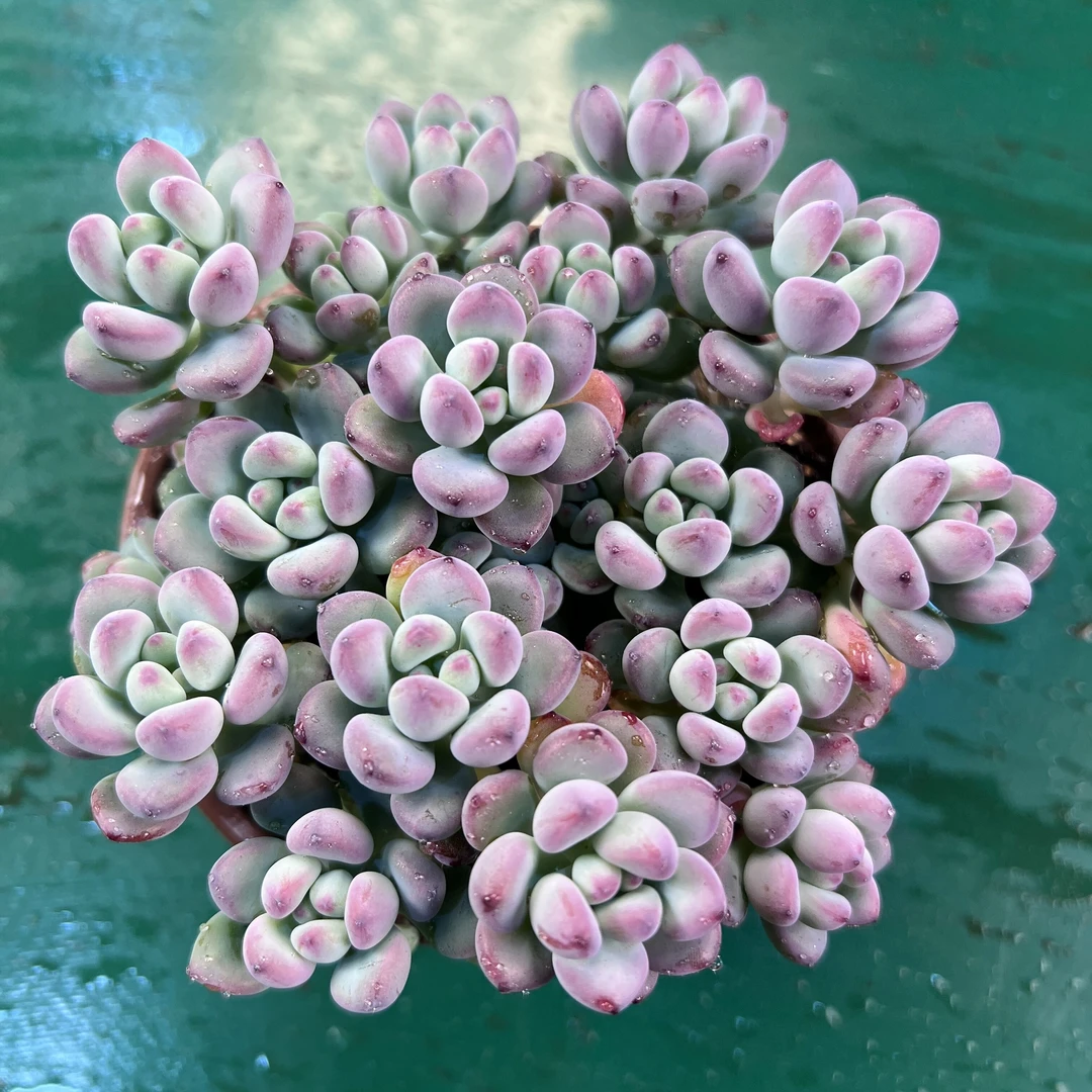 汤姆漫画 王小二多肉阳台露台办公室绿植植物栽种养护带盆土发货