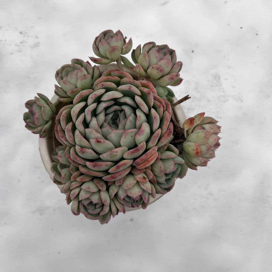 草莓冰 凑18元以上包邮 可以分开不同品种下单 多肉植物 带盆土发