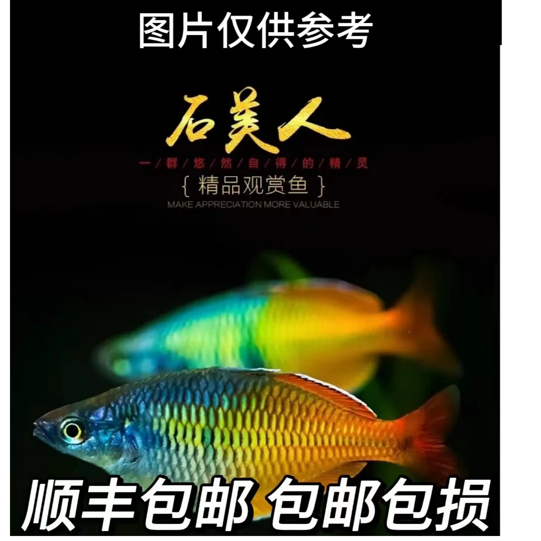 超萌萌宠 美人合集 热带观赏鱼（满4件包邮）