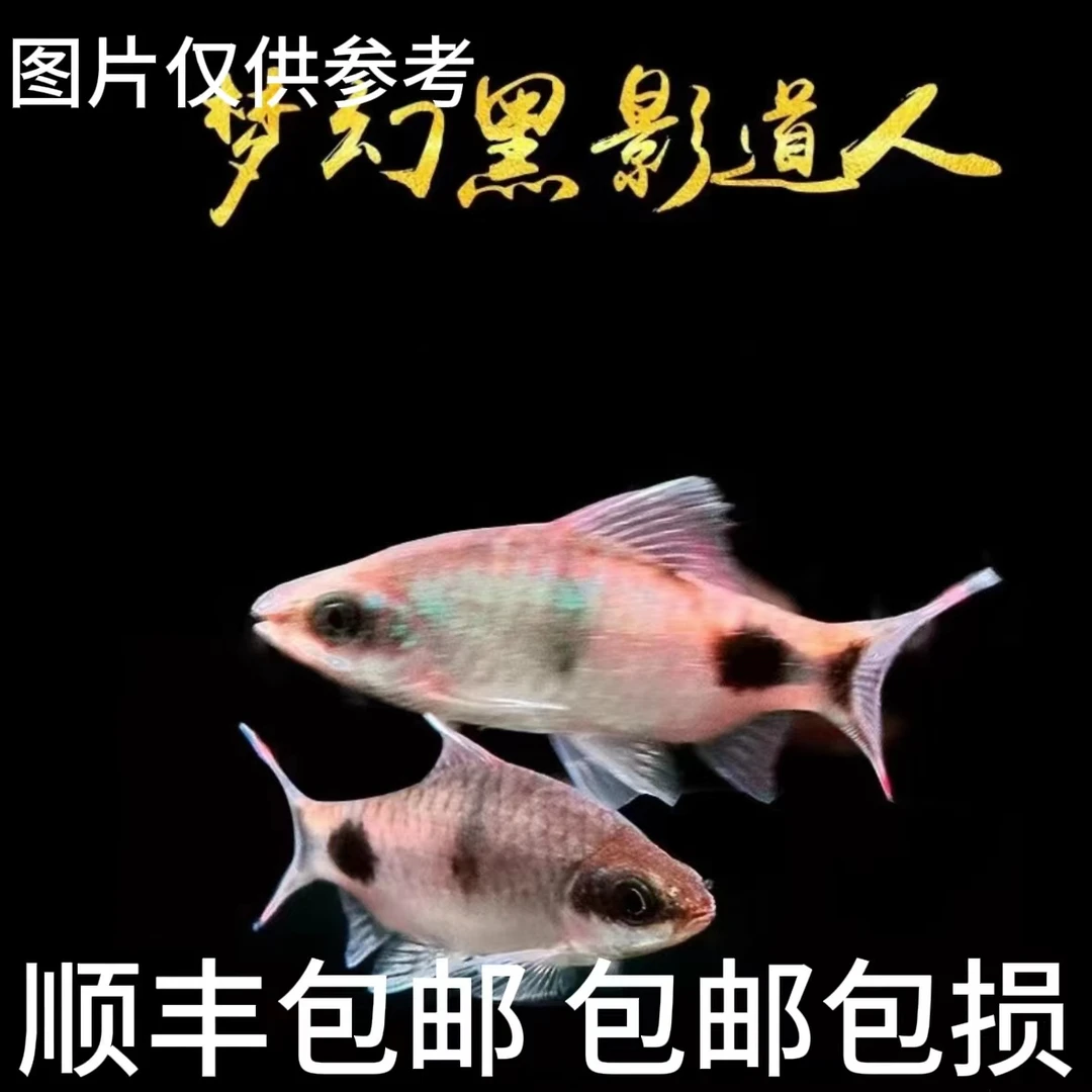 超萌萌宠 黑影道人系列红线彩虹梦幻黑影道人鱼群热带观赏鱼