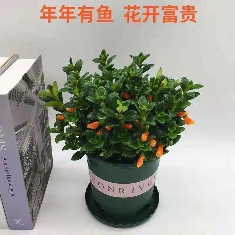 金鱼吊兰  新疆包邮