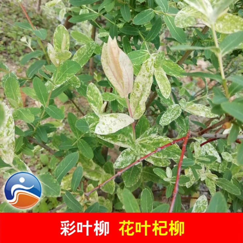 花叶杞柳树苗花叶柳小苗庭院变色彩叶灌木耐湿耐旱柳树新品种高