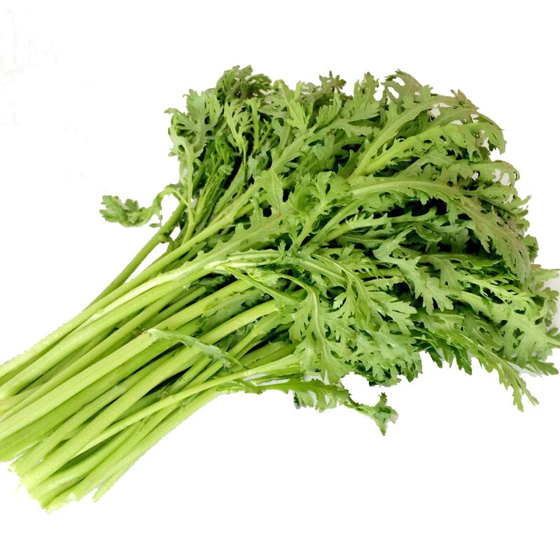 维少春秋冬季园艺盆栽种植蓬蒿菜菊花菜易捆扎小叶茼蒿光杆茼蒿克