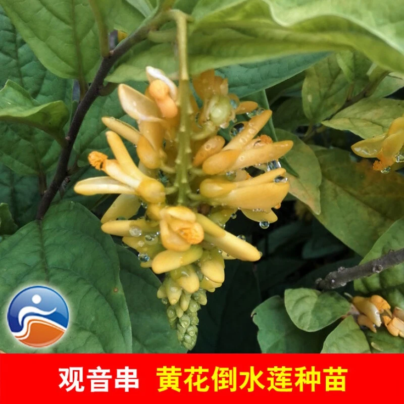 文静花坊黄花倒水莲种苗观音串黄花远志小苗