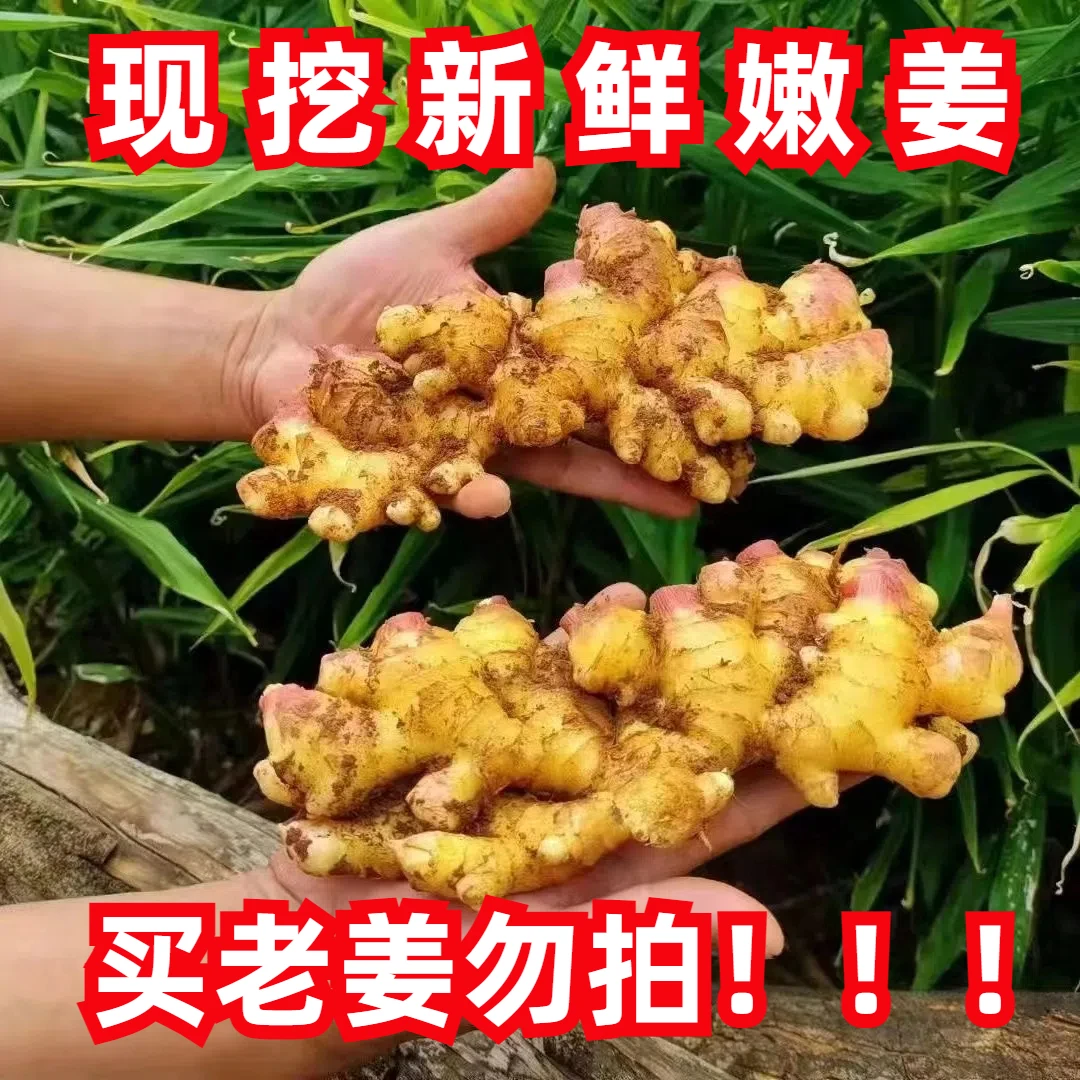 云南小黄姜3/5/9斤新姜嫩姜青苗姜现挖新鲜发货生姜产地供品质XY