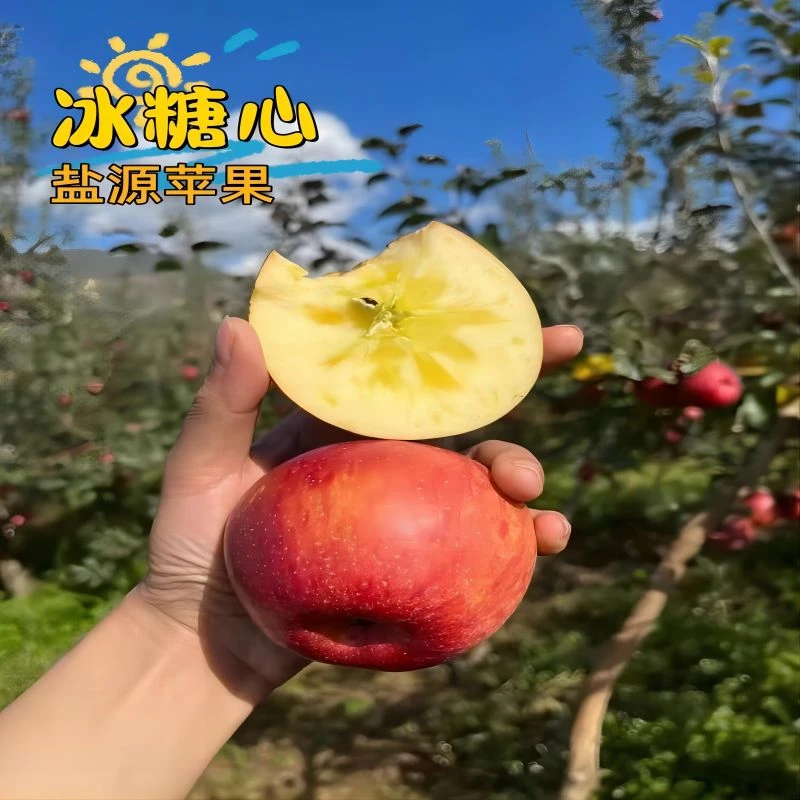 【现摘头茬】四川大凉山精品农家现摘重量发货快递苹果冰糖心新鲜