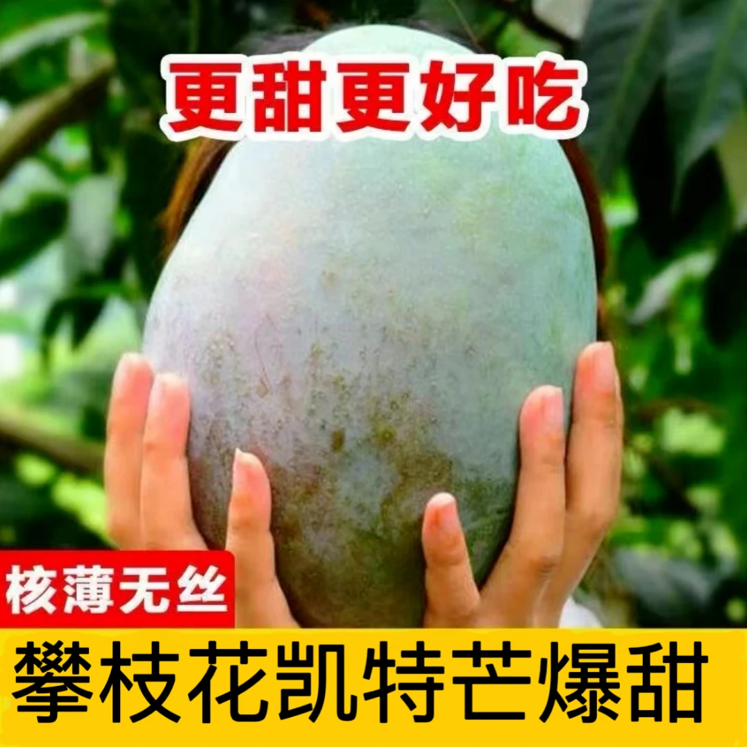 【现摘】四川攀枝花凯特芒果带箱9-10斤装高山种植皮薄肉厚香甜多汁